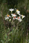 Pine barren whitetop aster